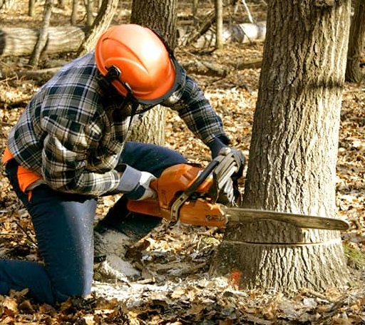 Tree Removal in Blue Rock, OH